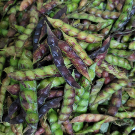 Whole Fresh Raw Toor (Thogari Kayi)