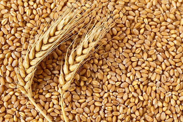 Wheat/Gehun/Godi (Sharbati) - Natural