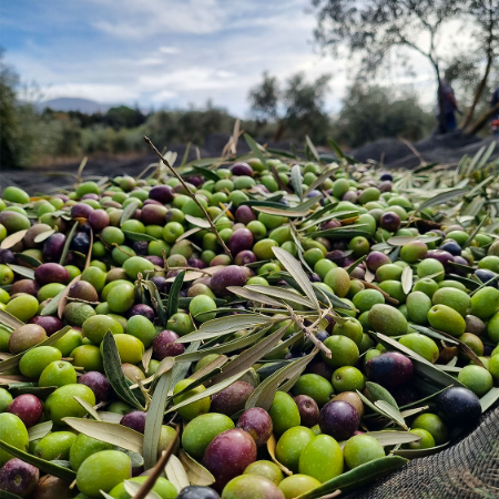 First Harvest Extra Virgin Olive Oil