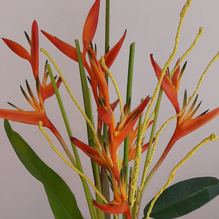 Bird of Paradise Bouquet