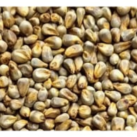 Bajra - Pearl Millet - Naturally Grown